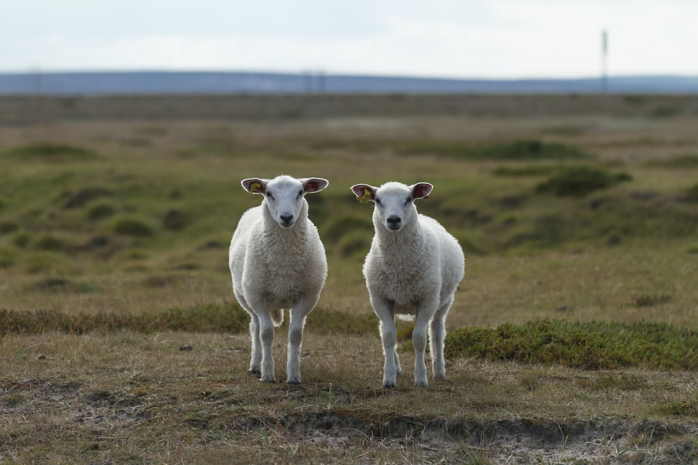 草原の上に立つ数匹の羊